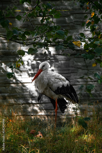Obraz na płótnie A stork standing on one leg. w salonie