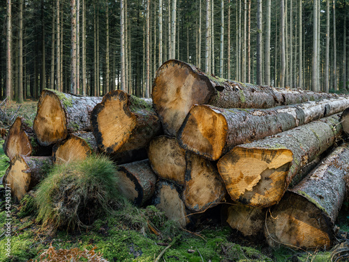 Des troncs de sapin coupés en lisière de forêt photo