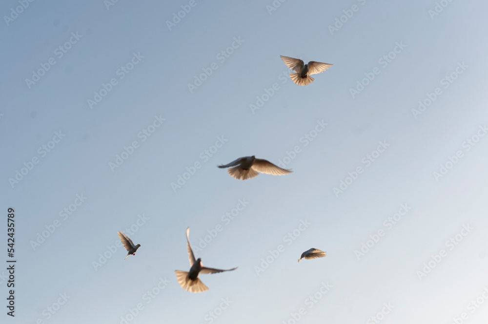 Obraz premium doves flying in the sky