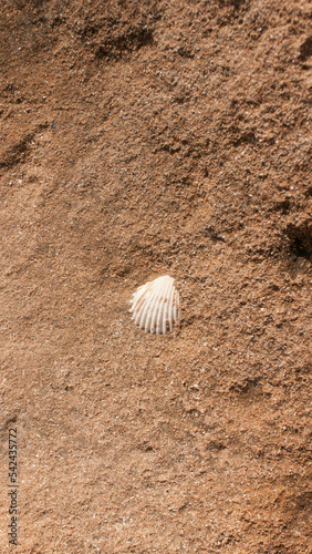 Concha blanca en terreno rocoso de cala mediterranea