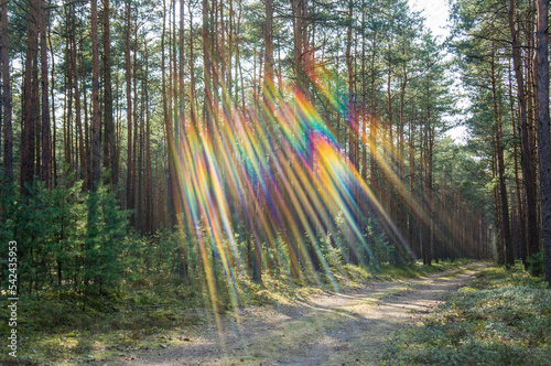 Tęczowe światło w lesie