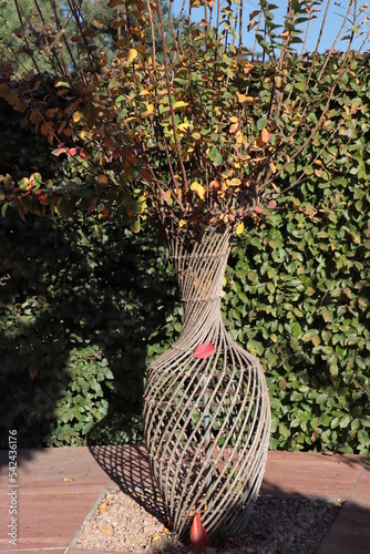 The branches of the shrub are braided in the form of a vase, an autumn landscape in a city park.