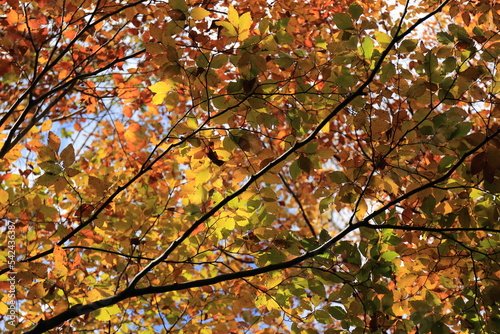 下から見上げた青空に広がる紅葉した木の葉