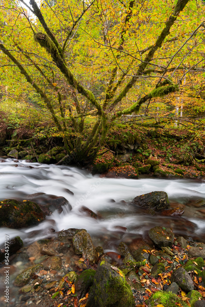 Mountain river flowing in a deep forest