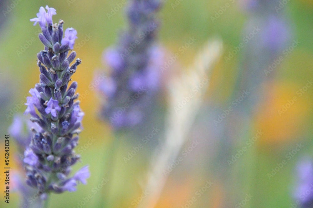 Closeup shot of purple flowers isolated on a blurred background Closeup shot of purple flowers isolated on a blurred background