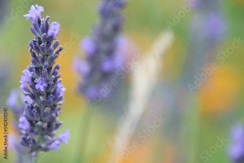 Closeup shot of purple flowers isolated on a blurred background