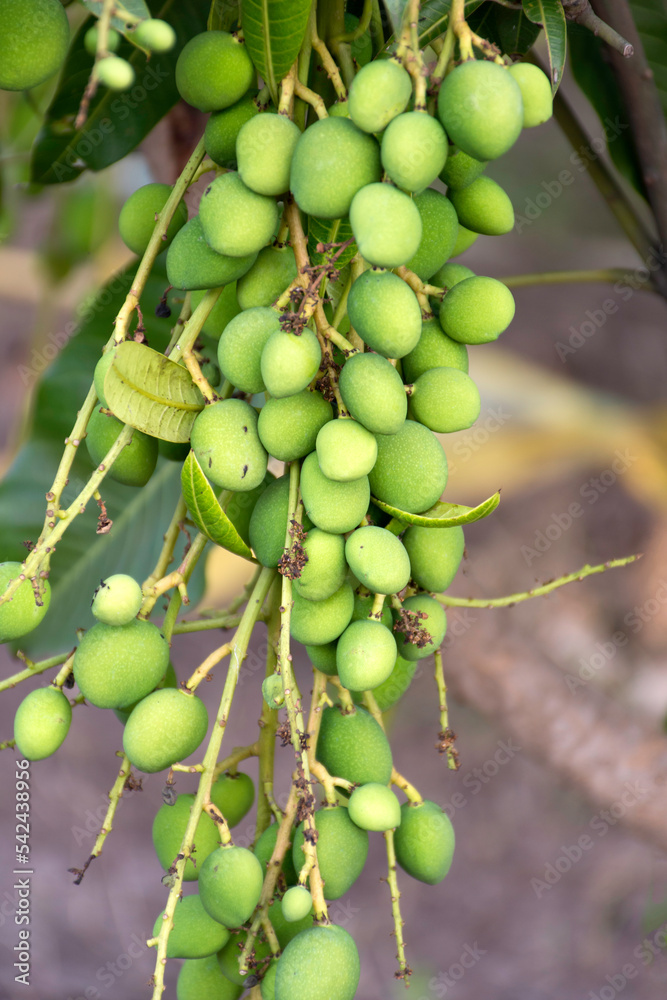 A group of raw mangos that are very fruitful in modern agricultural farms. A group of raw mangos that are very fruitful in modern agricultural farms.