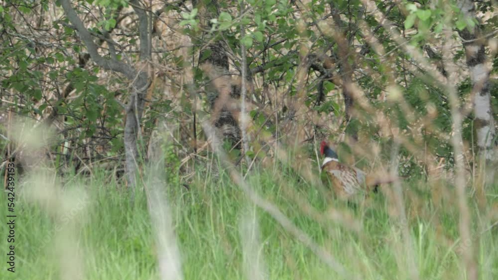 Pheasant Male Walking InHigh Grass, Game Bird Hunting Pheasant Male Walking InHigh Grass, Game Bird Hunting
