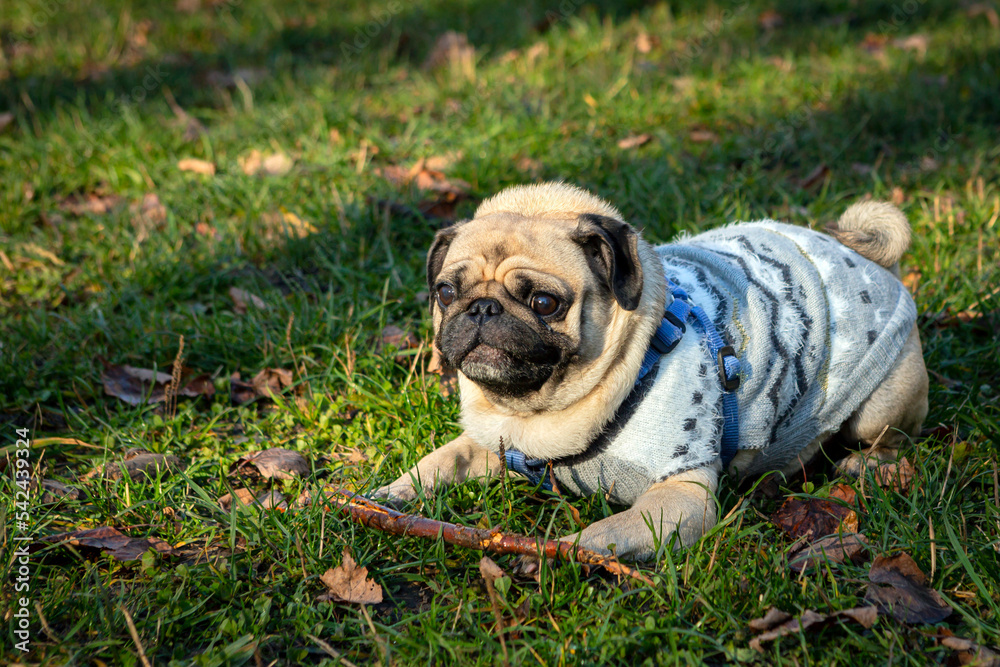 Funny young pug sits on the grass with fallen leaves. Close-up. Funny young pug sits on the grass with fallen leaves. Close-up.