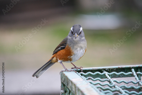 Gray-throated Warbling-Finch (Microspingus lateralis)