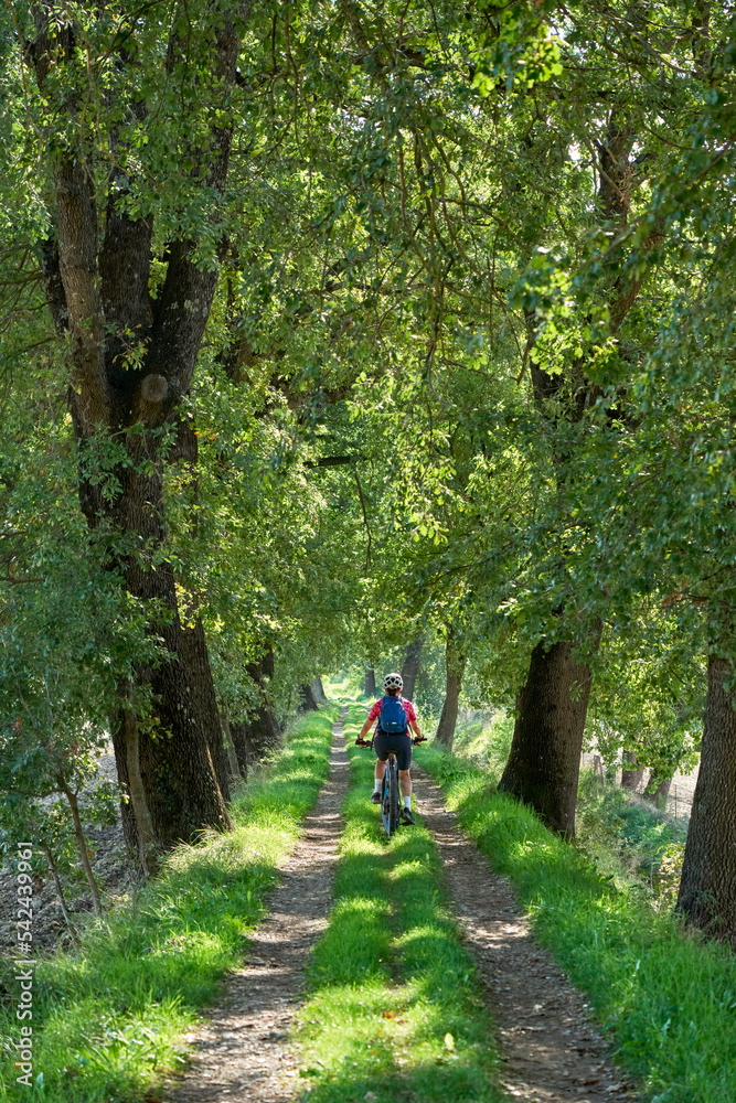 Obraz premium nice senior woman riding her electric mountain bike in an old oak tree avenue in the Casentino area near Arezzo,Tuscany , Italy 