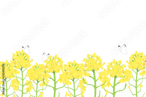 Canola flowers