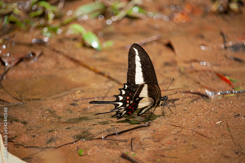 butterfly on the ground