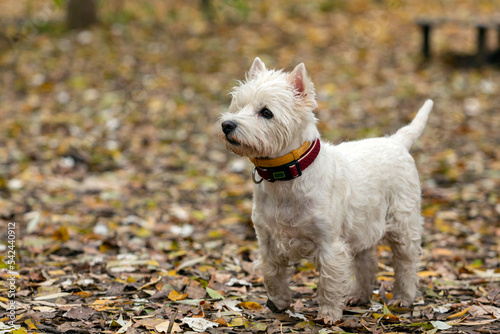 West Highland White Terrier, Vesti. Close-up on the background of fallen leaves © Andrey