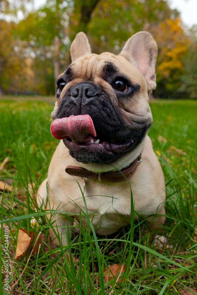 Portrait of dog french bulldog closeup on green grass background