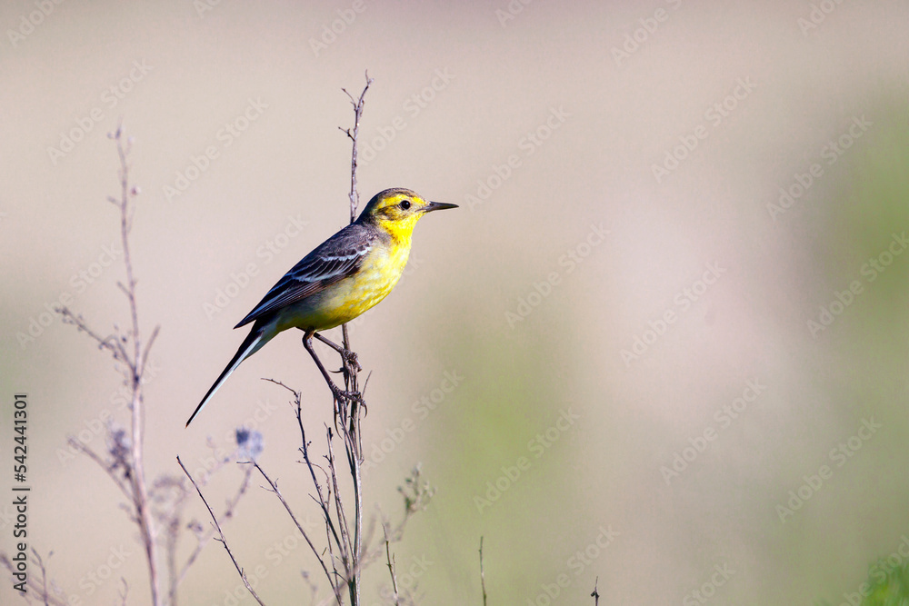 A citrine wagtail with prey in its beak sits on a branch. A citrine wagtail with prey in its beak sits on a branch.