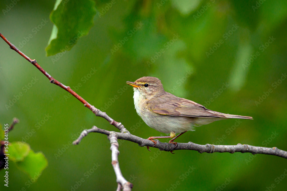 Bird The common chiffchaff (Phylloscopus collybita), or simply the chiffchaff, is a common and widespread leaf warbler which breeds in open woodlands throughout northern and temperate Europe Bird The common chiffchaff (Phylloscopus collybita), or simply the chiffchaff, is a common and widespread leaf warbler which breeds in open woodlands throughout northern and temperate Europe