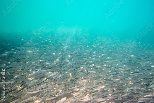 Large shoal of small gray fish underwater in the sea. Background of a large number of marine fish photo