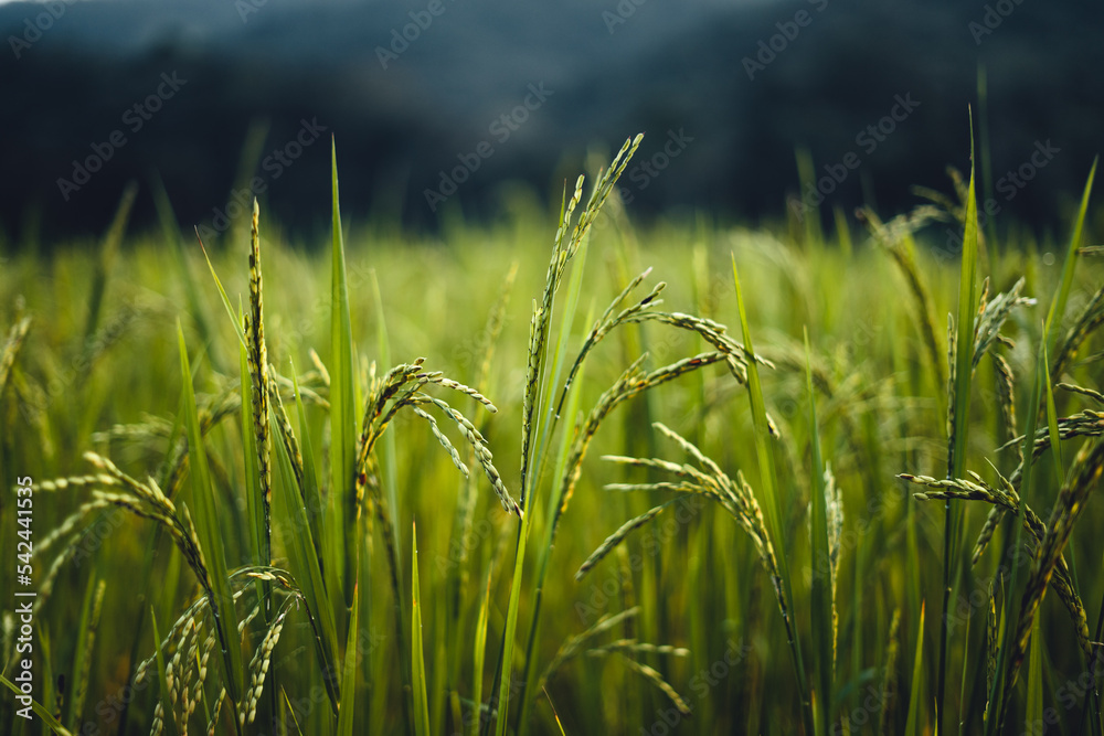 Fototapeta premium rice field in the morning in asia