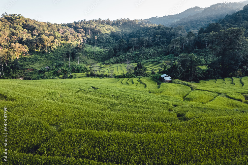 rice field in the morning in asia rice field in the morning in asia
