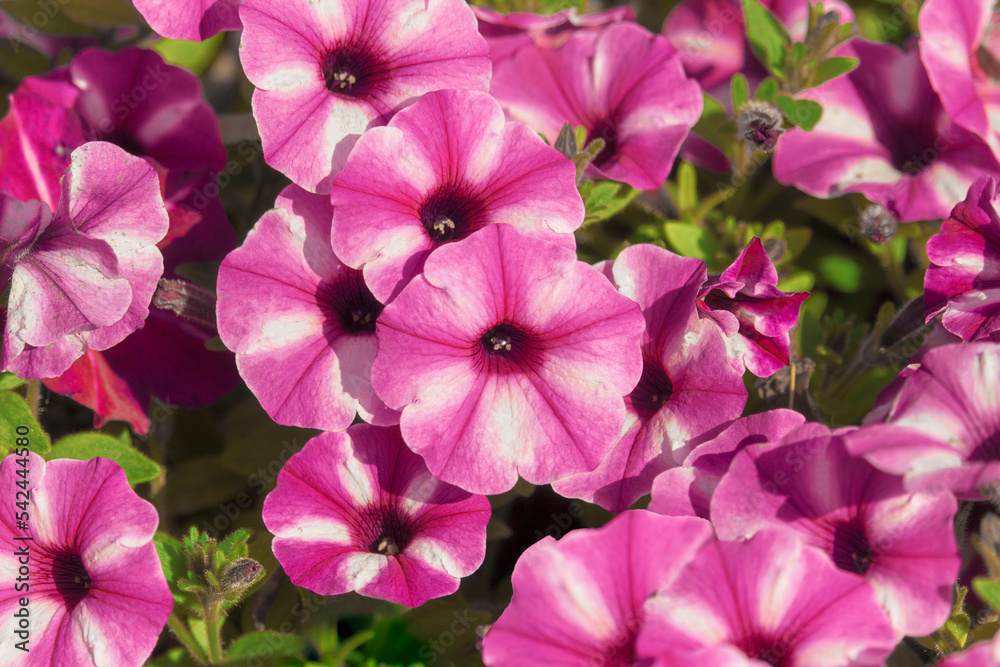 Colorful petunia flowers close up. Closeup Petunia flowers. Blue Petunia flowers in the garden. Colorful petunia flowers close up. Closeup Petunia flowers. Blue Petunia flowers in the garden.