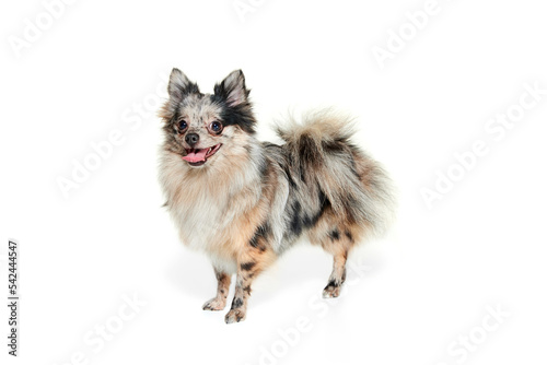 Portrait of cute small dog  Pomeranian spitz calmly standing isolated over white background. Smiling doggy