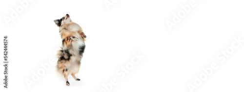 Portrait of cute small dog, Pomeranian spitz standing on hind legs, dancing isolated over white background. Flyer © Lustre