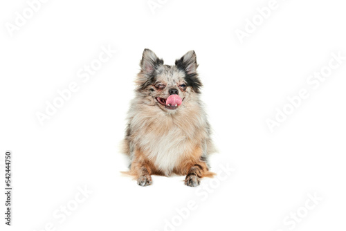 Portrait of cute small dog, Pomeranian spitz lying on floor with tongue sticking out isolated over white background. Delightful