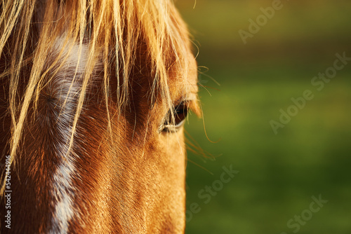 Close up portrait of a horse  eye and head of brown horse grazing in dawn lights