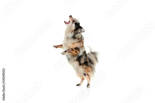 Portrait of cute small dog, Pomeranian spitz standing on hind legs, dancing isolated over white background. Catching toy
