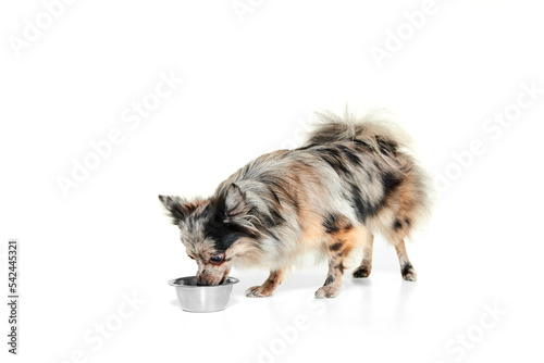 Portrait of cute small dog, Pomeranian spitz eating isolated over white background. Pets nutrition © Lustre