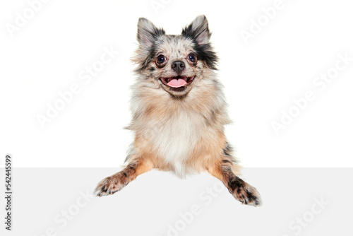 Portrait of cute small dog, Pomeranian spitz posing with tongue sticking out, looking at camera isolated over white background © Lustre
