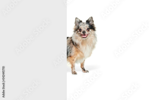Portrait of cute small dog, Pomeranian spitz looking out the corner isolated over white background © Lustre