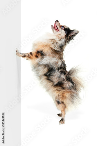 Portrait of cute small dog, Pomeranian spitz standing on hind legs and leaning on wall isolated over white background © Lustre