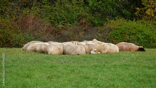 Eng aneinander liegende, schlafende Schafe auf einer Wiese