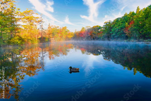 Foggy pond fall colors mallard duck
