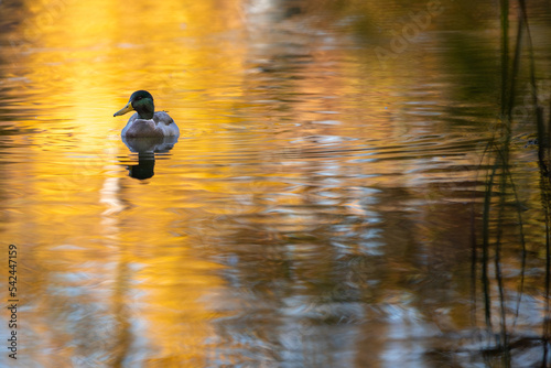 Duck swimming in the autumn lake