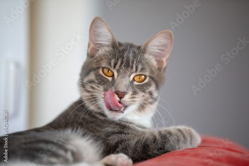 Portrait of a happy cat