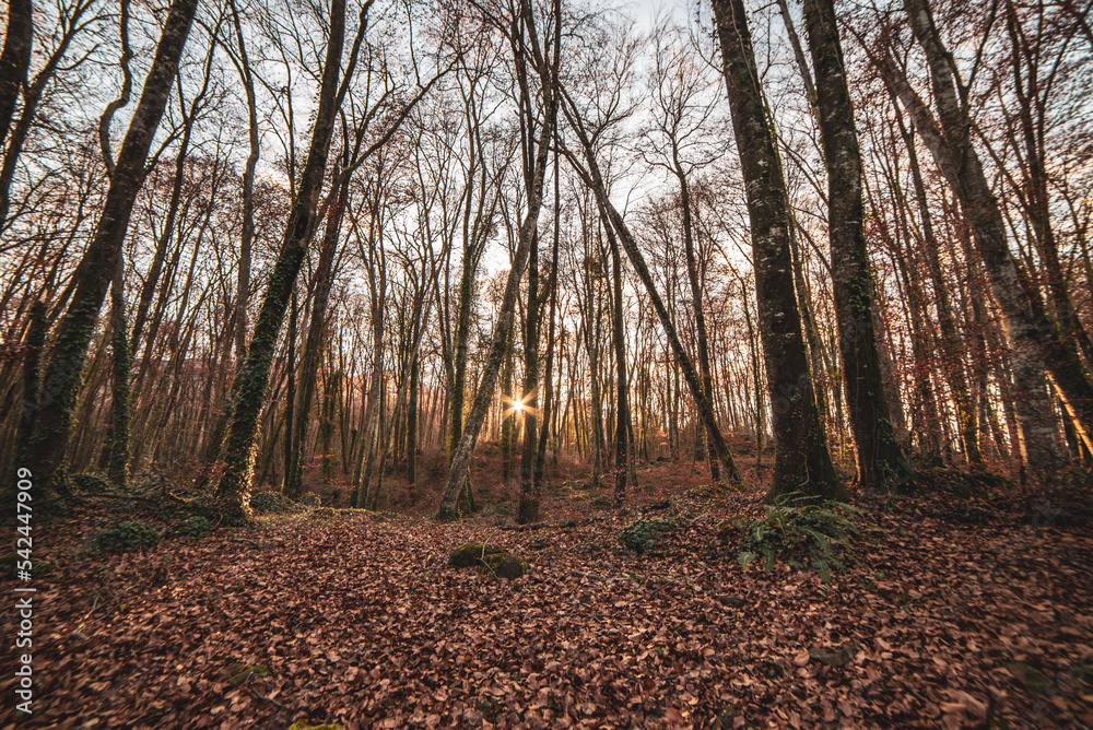 Obraz premium autumn forest in the morning