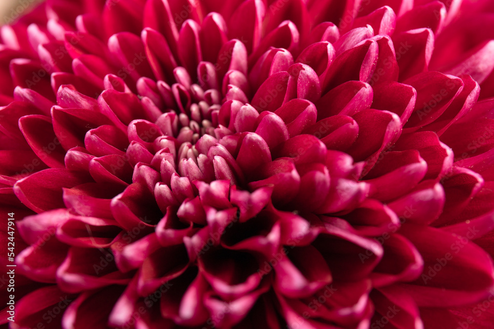 Red chrysanthemum head flower in close up.  Creative autumn concept. Floral pattern, object.