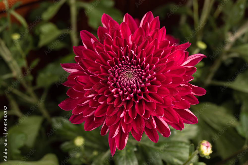 Red chrysanthemum head flower in close up. Creative autumn concept. Floral pattern, object. Red chrysanthemum head flower in close up. Creative autumn concept. Floral pattern, object.