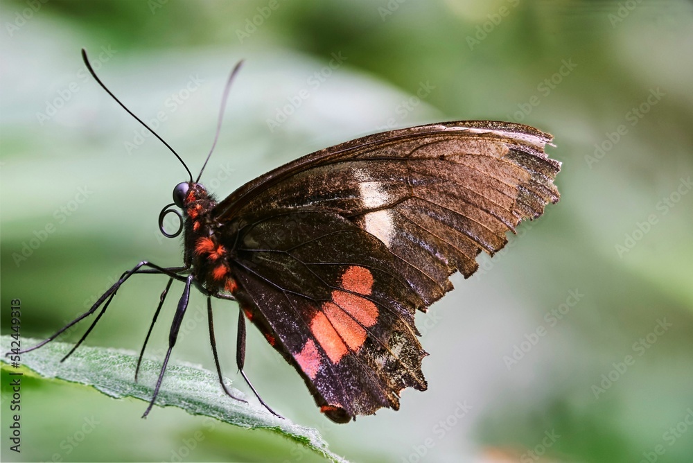 Butterfly on a green leaf, close-up, Papiliorama Zoo in Switzerland Butterfly on a green leaf, close-up, Papiliorama Zoo in Switzerland