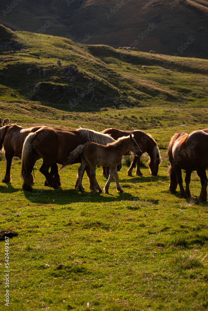 Obraz premium Chevaux dans les Pyrénées