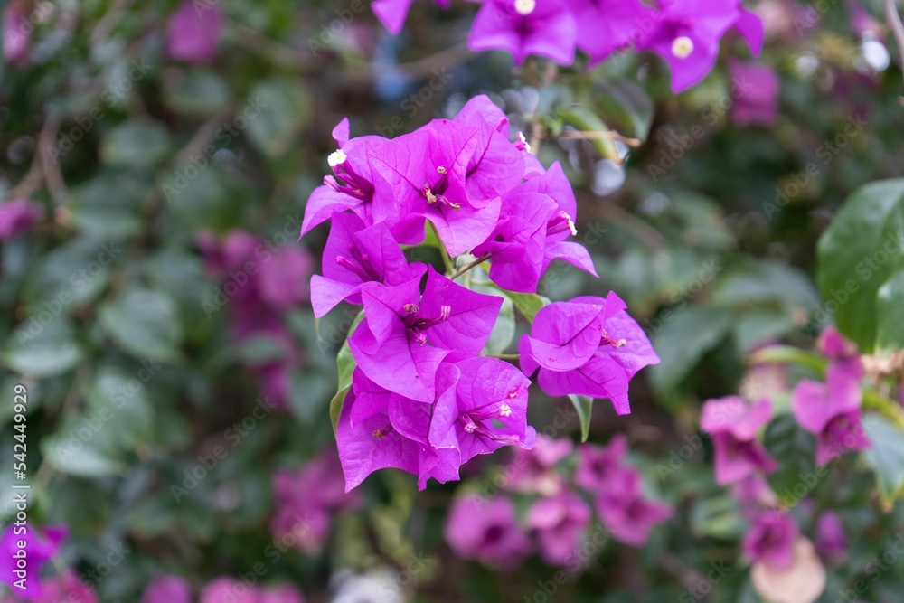 Closeup shot of purple great bougainvillea flowers blooming in the garden Closeup shot of purple great bougainvillea flowers blooming in the garden