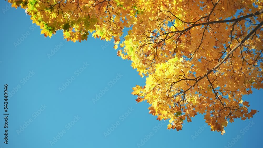 Tree branches in autumn against the blue sky. Tree branches in autumn against the blue sky.