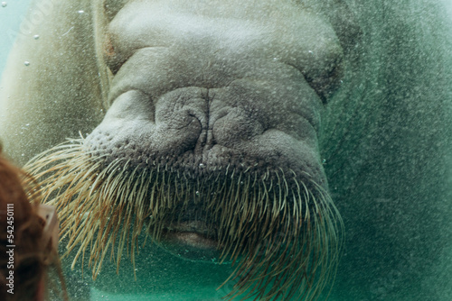 Pinniped mammals