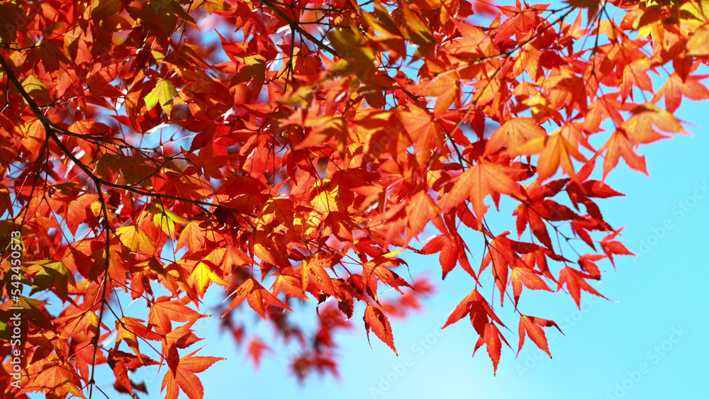 Red autumn maple tree with falling leaves. Red autumn maple tree with falling leaves.