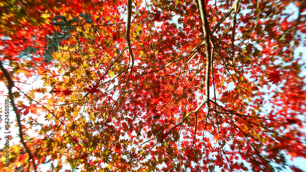 Red autumn maple tree with falling leaves.