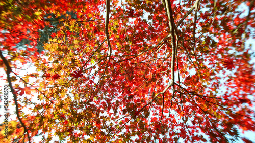 Red autumn maple tree with falling leaves. © Jag_cz