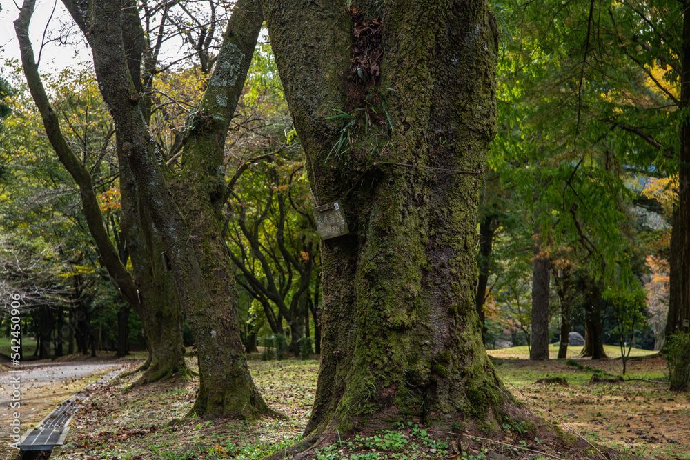 樹木公園 秋の風景 樹木公園 秋の風景